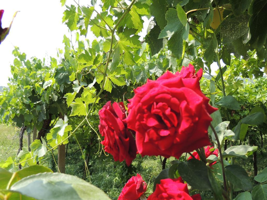 B&B Villa Monteleone SantʼAmbrogio di Valpolicella 外观 照片